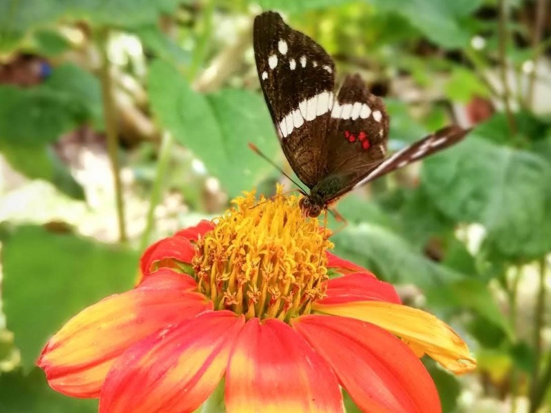 Turrialba - Flora & Fauna