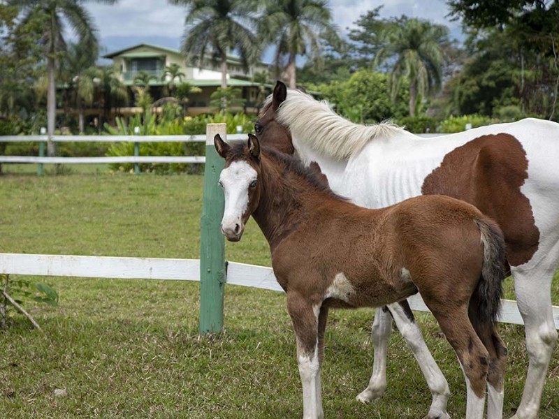 Casa Turire - Pferde