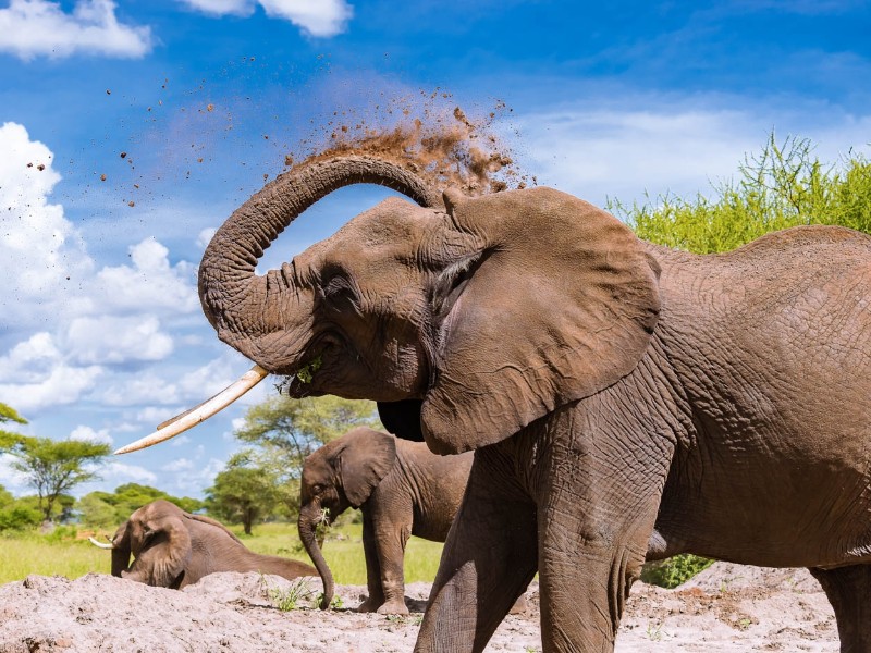 Elephant