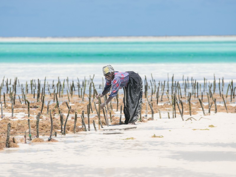 Tanzania - Zanzibar -Jambiani