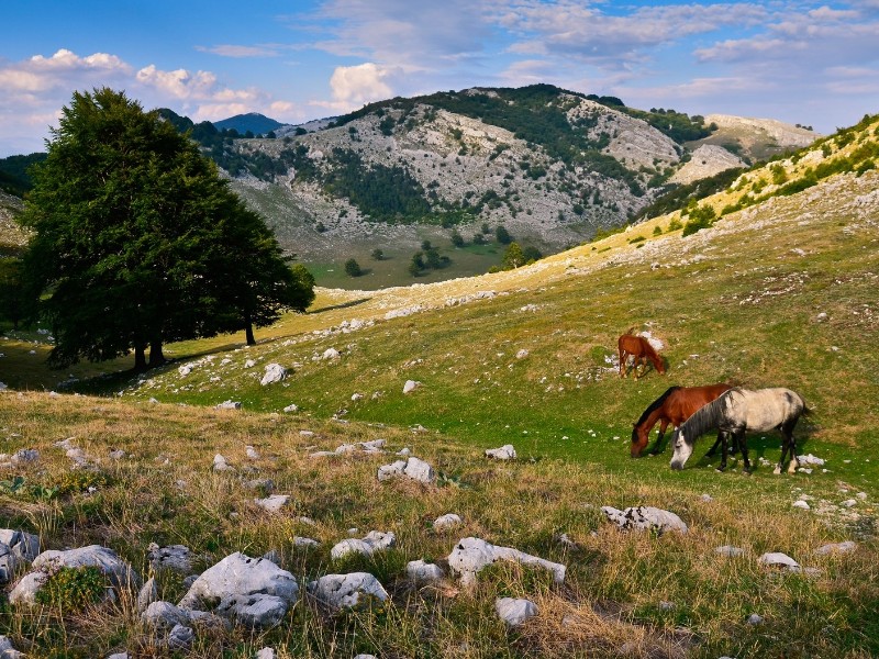 Romanian Landscape