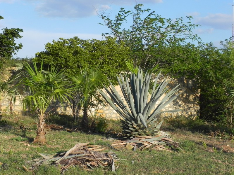 El Morro - Gartenanlage