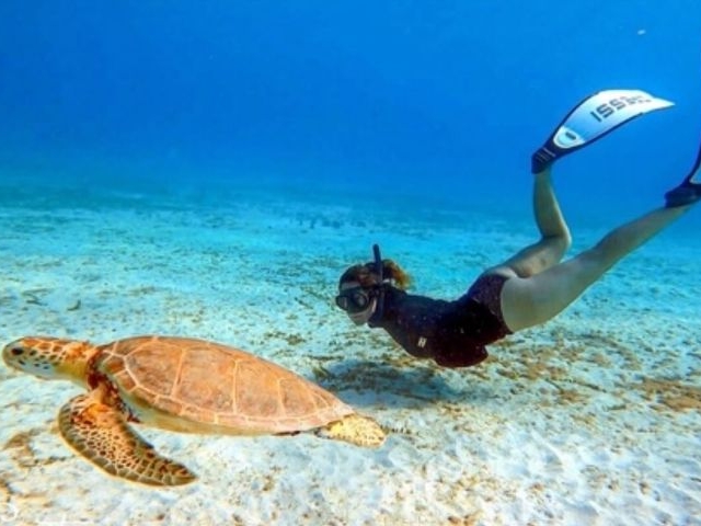 Turtle & Shipwreck Snorkel Tour
