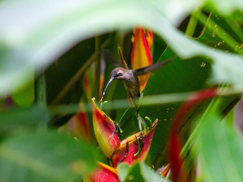 Hummingbird
