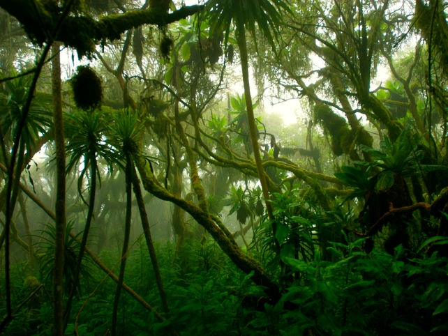 Regenwald - Ruwenzori-Gebirge - Uganda