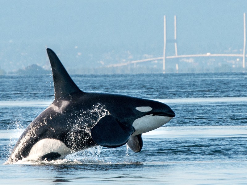 Schwertwal - Vancouver - Kanada