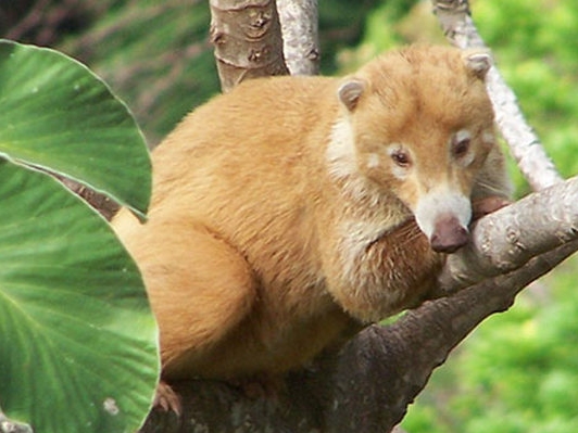 Punta Leona Tiere im Garten