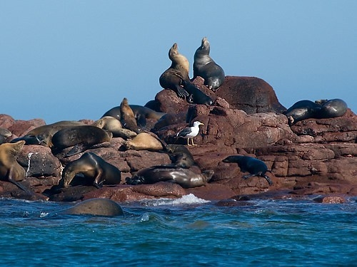 Espíritu Santo - Seelöwen