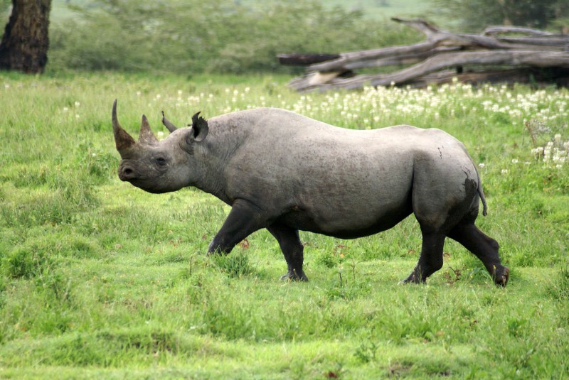Rhino