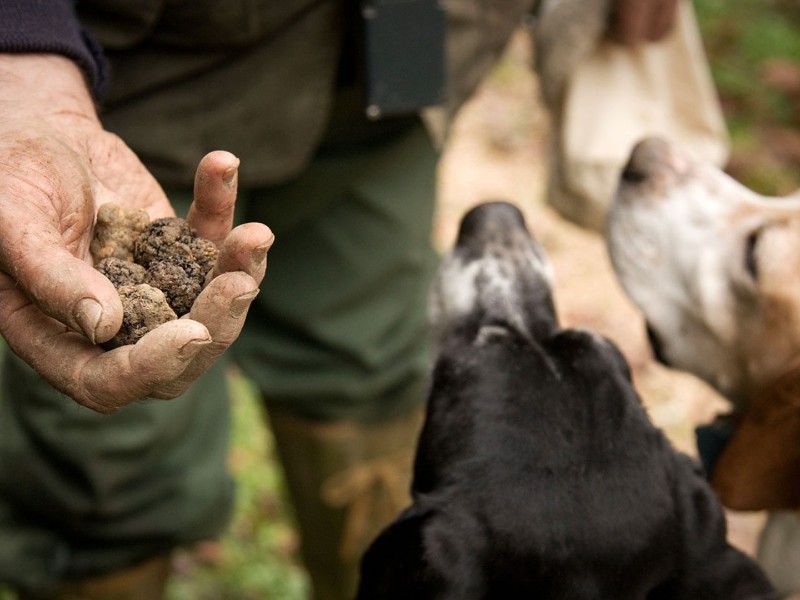 Truffles