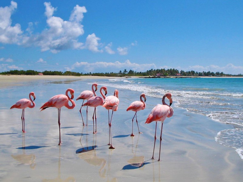 Flamingos auf Isabela