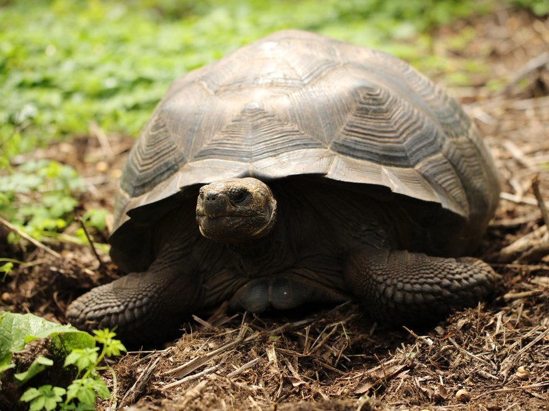 Riesenschildkröten auf Santa Cruz