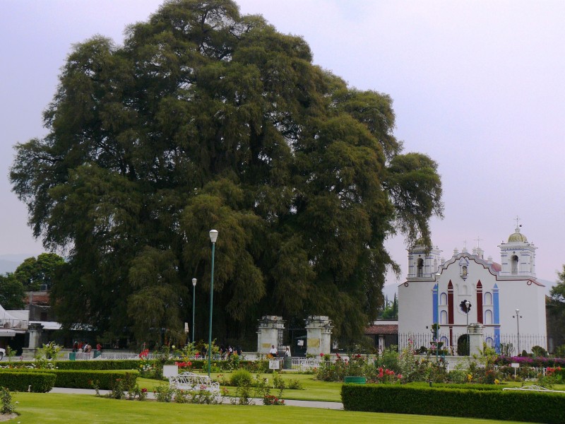 Oaxaca - Baum von Tule