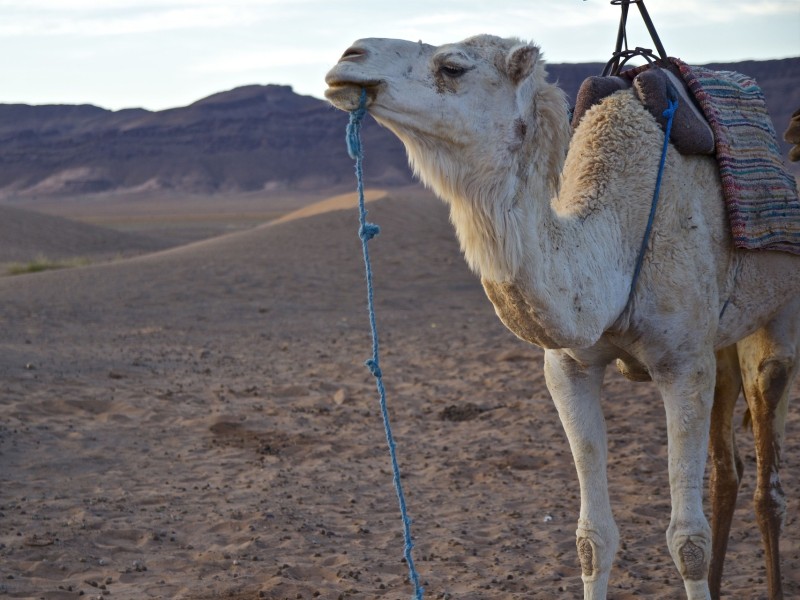 Camel