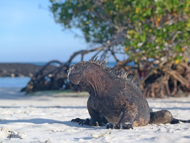 Tortuga Bay