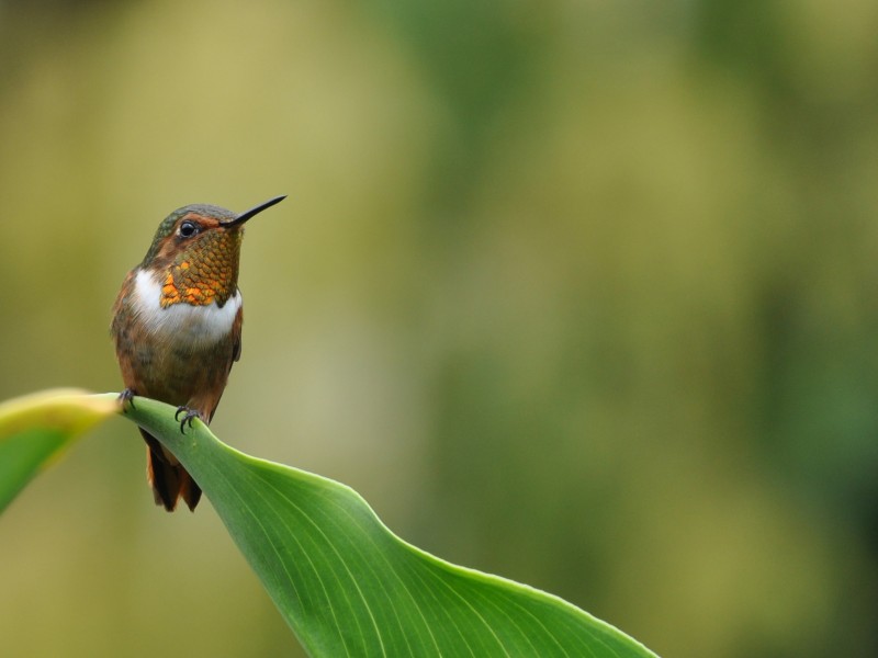 San Gerardo de Dota - Kolibri