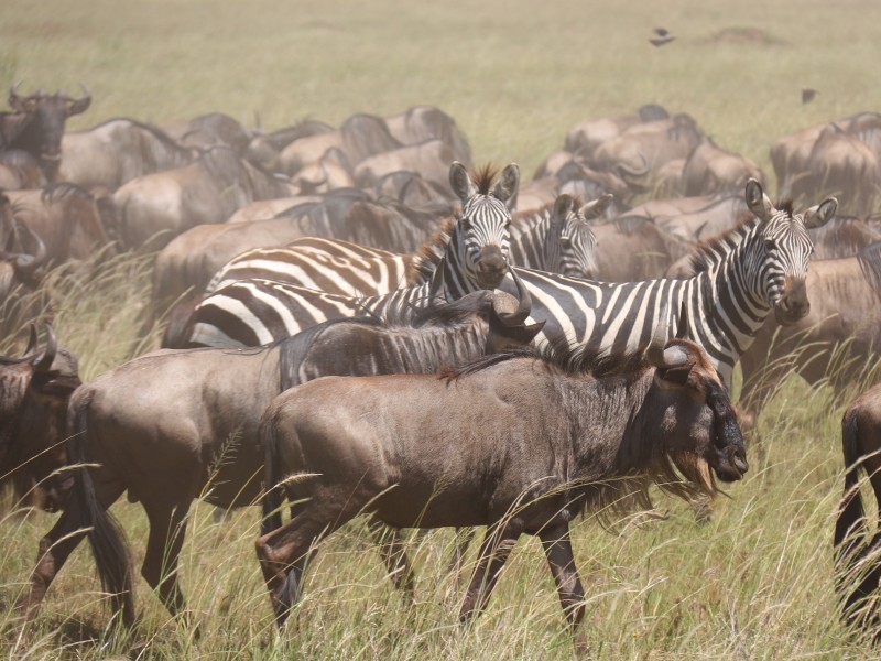 In der Serengeti
