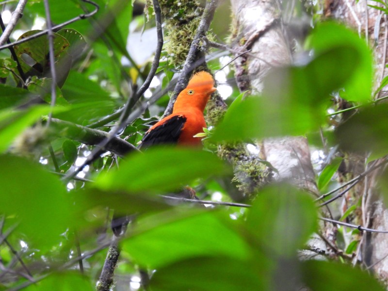 Andean Cock-of-the-rock