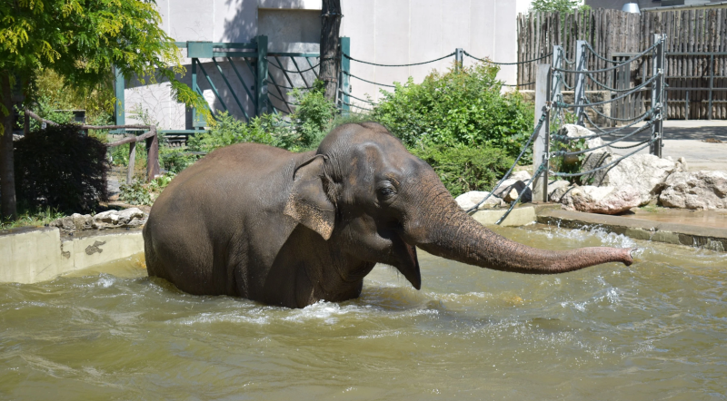 Budapest Zoo and Botanical Garden