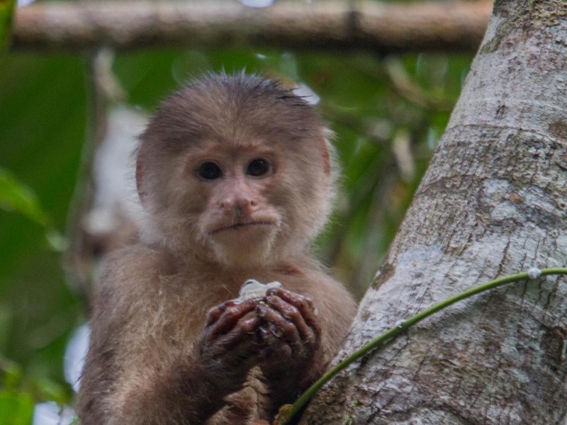 Napo Wildlife Center - Äffchen im Urwald