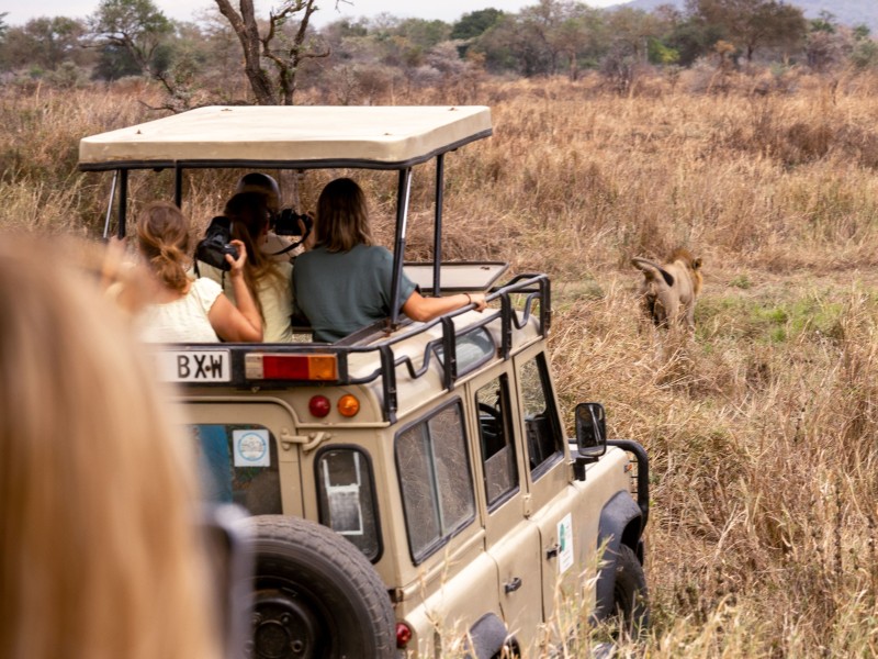 Discover majestic wildlife in nature