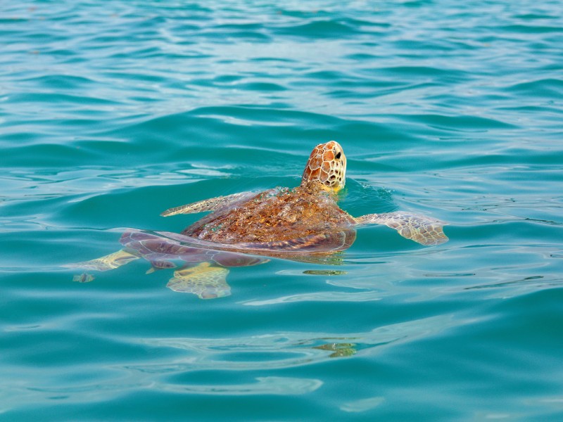 Mexico - sea turtle