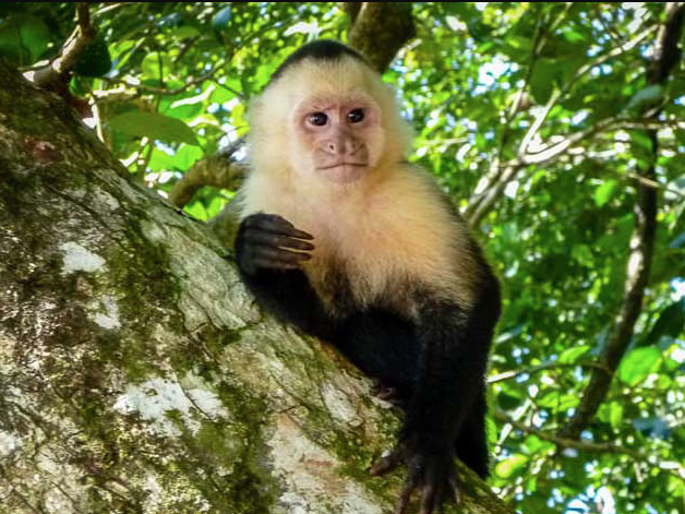 Cahuita National Park Snorkel and Hike T