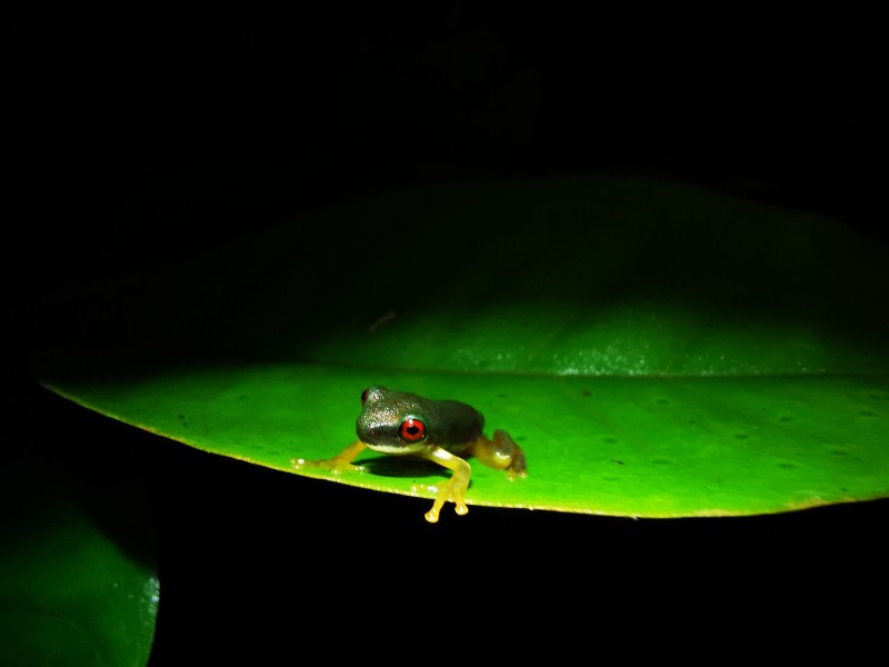 Nachttour - Monteverde