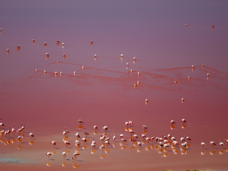 Laguna Colorada