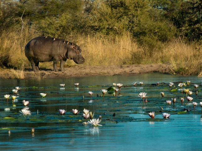 Nilpferd - Kwando River - Namibia