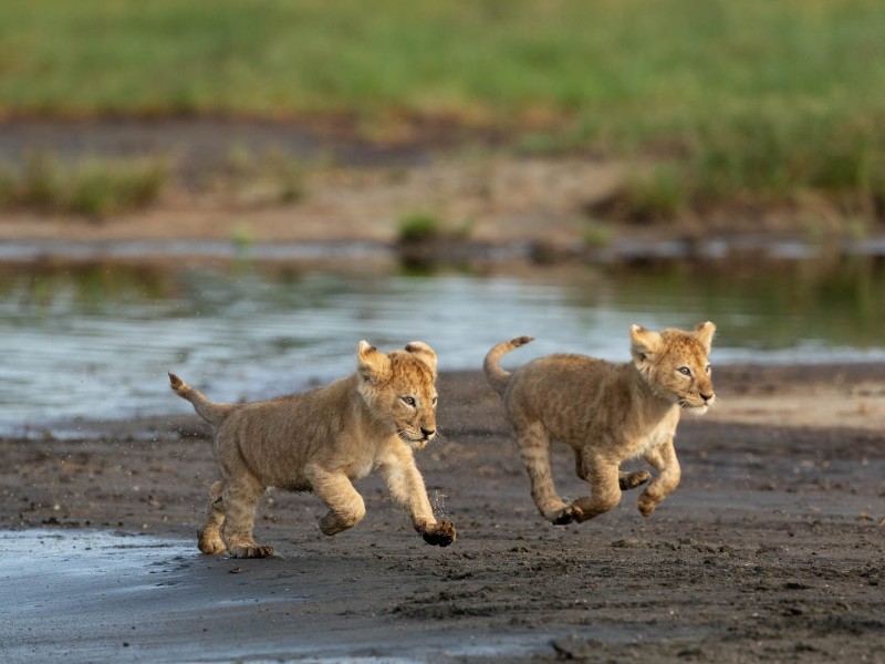Lion
