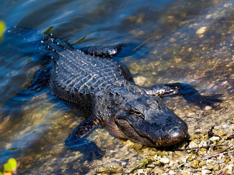 USA - Florida - Everglades