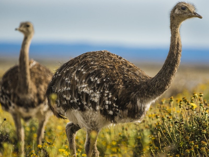 Bahia Bustamante Nandus 