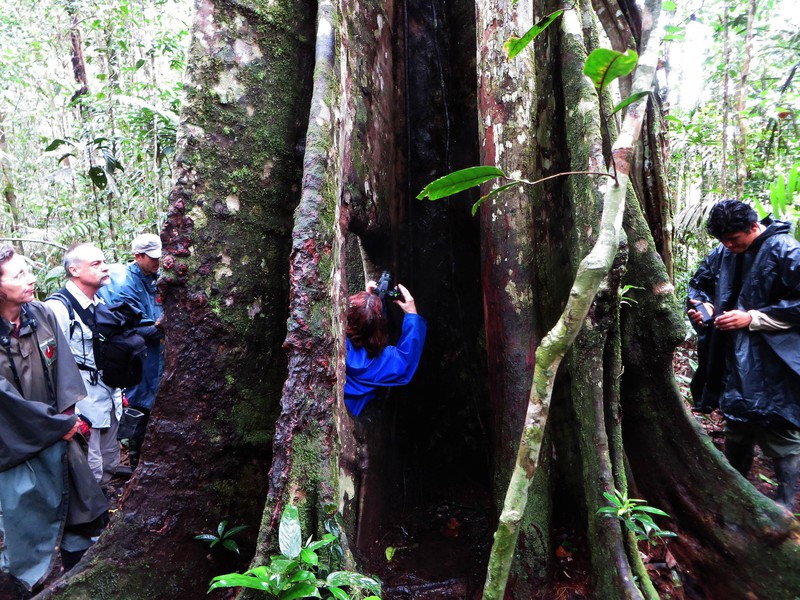 Amazonas-Baum