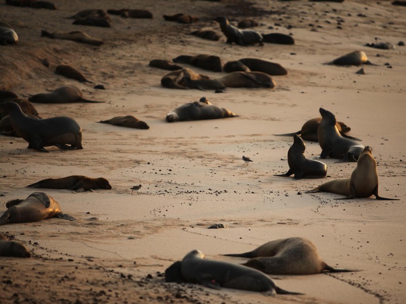 Sea Lions Enjoying The Sunset