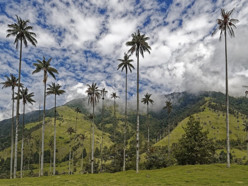 Cocora Valley