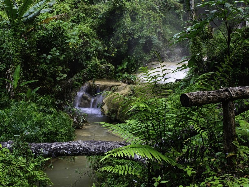 Rainforest