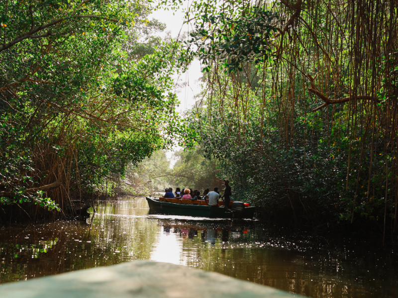 Caroni Swamp Bird Watching