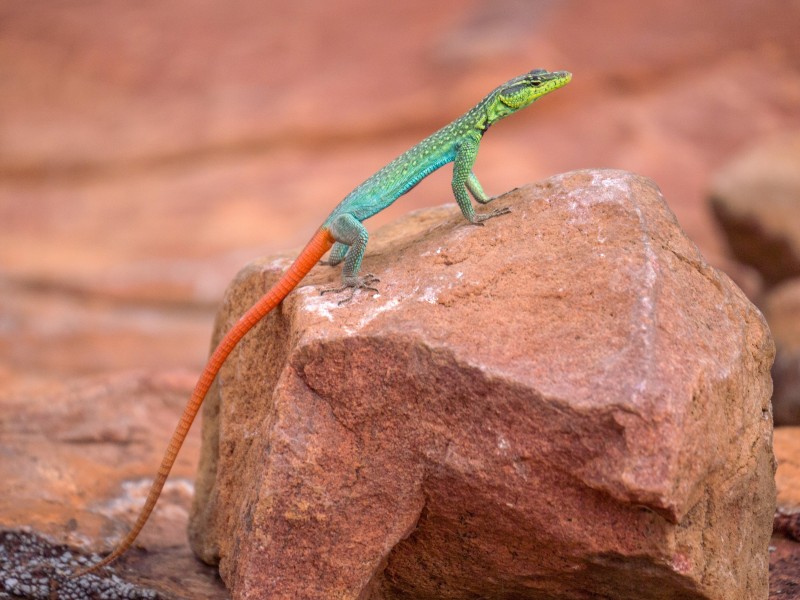 South Africa - Limpopo