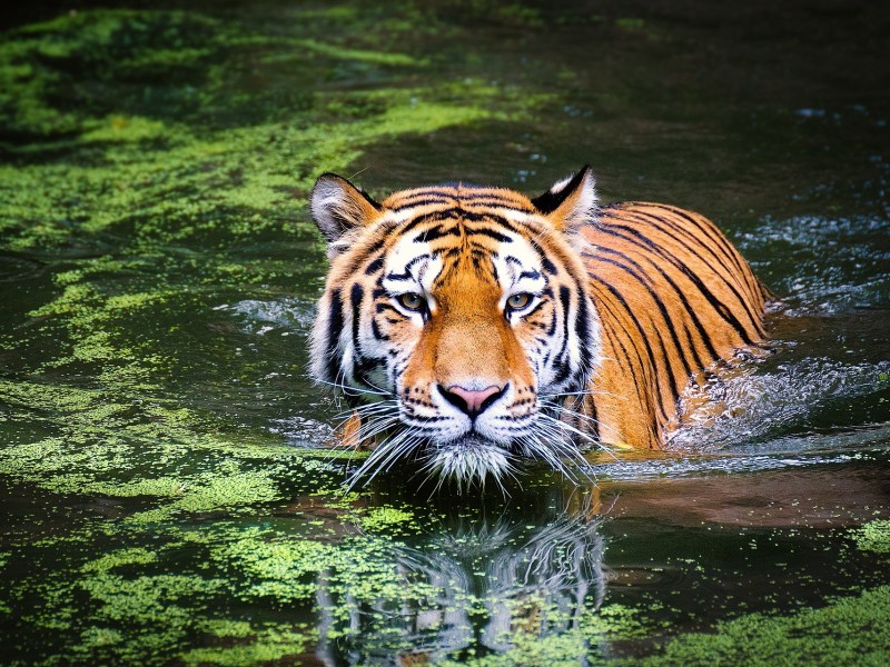 swimming tiger