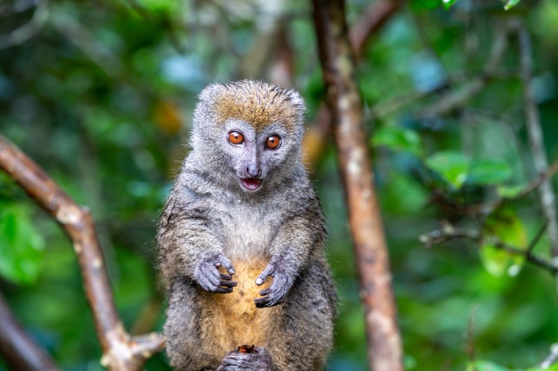 Madagaskar - Bambuslemur