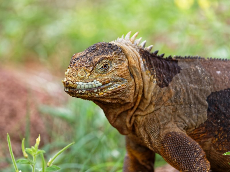 Landleguan auf Insel Seymour 