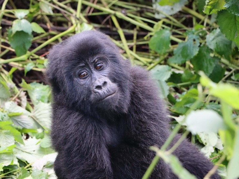 Gorilla Jungtier - Bwindi - Uganda