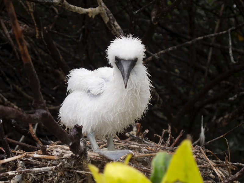 Baby Maskentölpel mit der Integrity