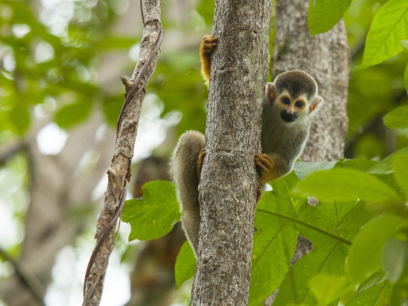 Arenas del Mar Tiere, Affen