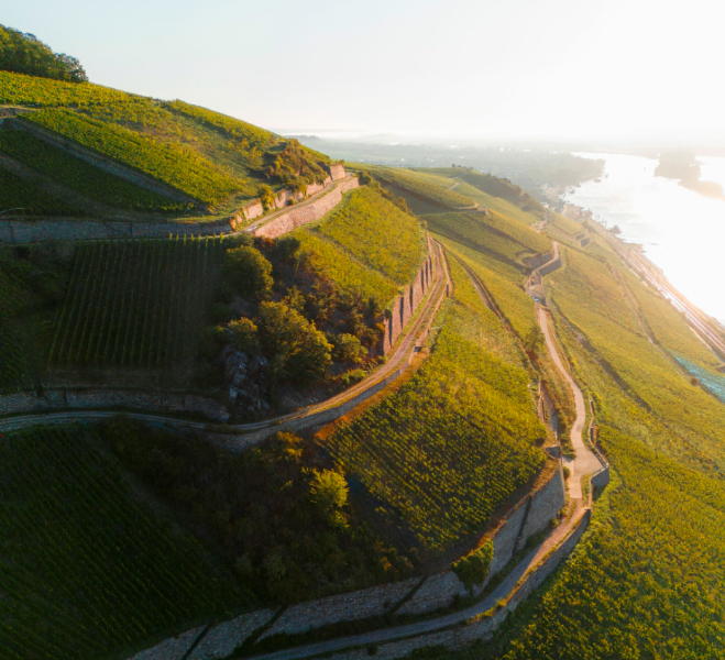 Schloss Vollrads, Rüdesheim