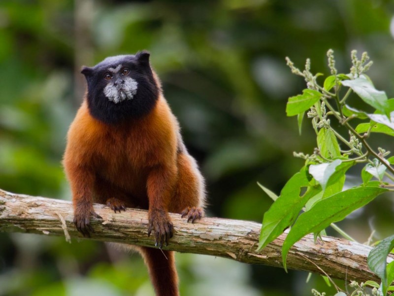 Napo Wildlife Center - Äffchen im Urwald