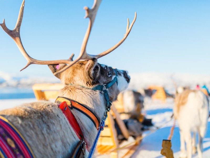 Norway - Tromso - Reindeer