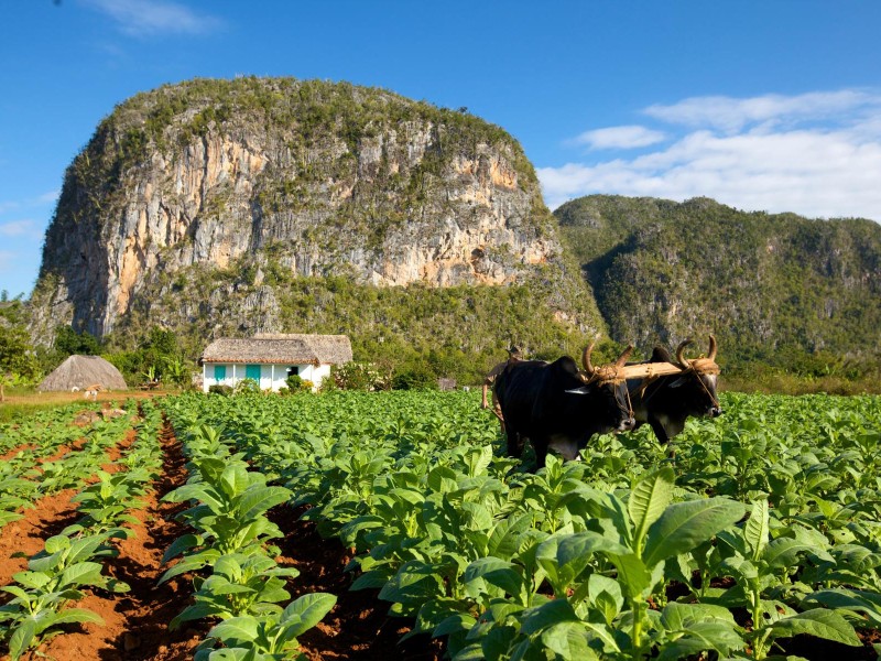 Viñales