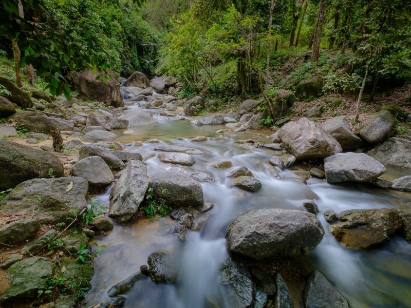 Jungle Hike, Wli